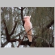 1. een roze papegaai in de bomen naast onze camper.JPG